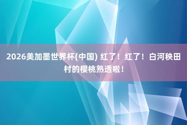 2026美加墨世界杯(中国) 红了！红了！白河秧田村的樱桃熟透啦！